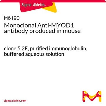 Monoclonal Anti-MYOD1 antibody produced in mouse clone 5.2F, purified immunoglobulin, buffered aqueous solution