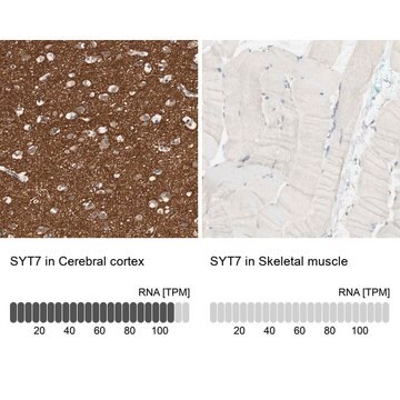 Anti-SYT7 antibody produced in rabbit Prestige Antibodies&#174; Powered by Atlas Antibodies, affinity isolated antibody, buffered aqueous glycerol solution