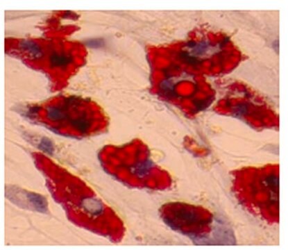 Mesenchymal Adipogenesis Kit Mesenchymal Stem Cell Adipogenesis Kit typically obtains 30% mature adipocytes from the rat bone marrow derived mesenchymal stem cells.