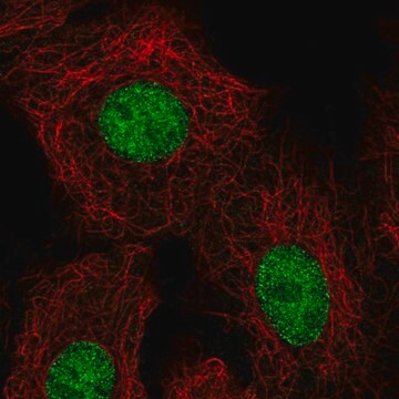 Anti-HOXB5 antibody produced in rabbit Prestige Antibodies&#174; Powered by Atlas Antibodies, affinity isolated antibody