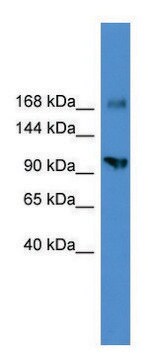 Anti-AXL (C-terminal) antibody produced in rabbit affinity isolated antibody