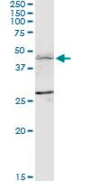 Monoclonal Anti-FBXL7 antibody produced in mouse clone 2G10, purified immunoglobulin, buffered aqueous solution