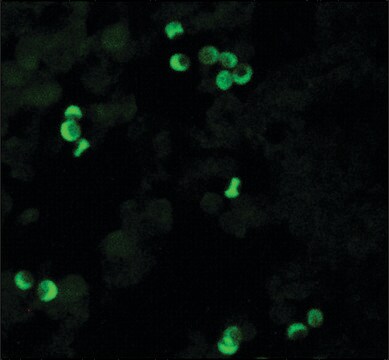 Monoclonal Anti-HLA Class I Antigen antibody produced in mouse clone W6/32, purified immunoglobulin, buffered aqueous solution