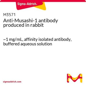 Anti-Musashi-1 antibody produced in rabbit ~1&#160;mg/mL, affinity isolated antibody, buffered aqueous solution