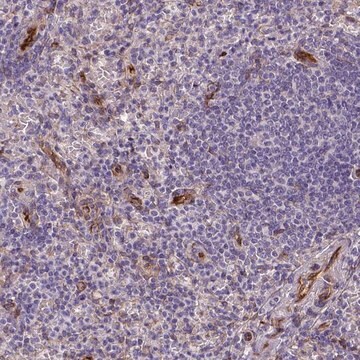 Anti-KAZN antibody produced in rabbit Prestige Antibodies&#174; Powered by Atlas Antibodies, affinity isolated antibody, buffered aqueous glycerol solution