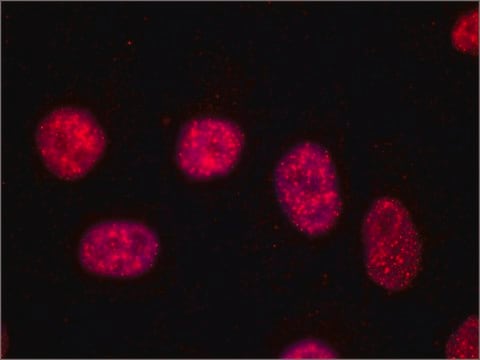 Anti-TRF1 antibody, Mouse monoclonal ~2&#160;mg/mL, clone TRF-78, purified from hybridoma cell culture