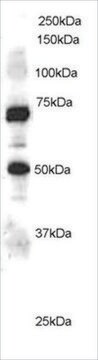 Anti-ELMO1 antibody produced in goat affinity isolated antibody, buffered aqueous solution