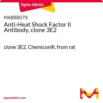 Anti-Heat Shock Factor II Antibody, clone 3E2 clone 3E2, Chemicon&#174;, from rat