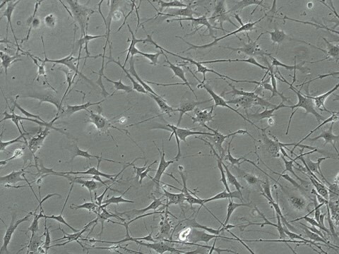 YUMM 1.3 Mouse Melanoma Cell Line