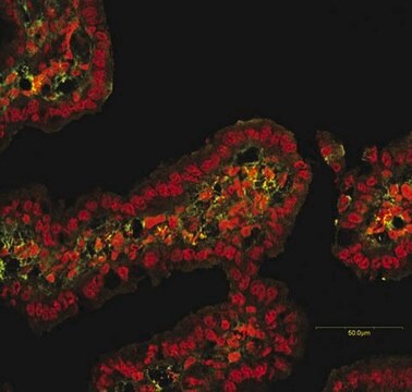 Anti-MMP-9 Antibody, clone GE-213 clone GE-213, Chemicon&#174;, from mouse