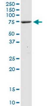 Anti-XRCC1 Rabbit pAb liquid, Calbiochem&#174;