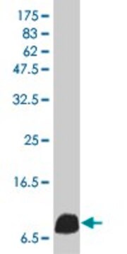 Monoclonal Anti-IL8 antibody produced in mouse clone 1B4, purified immunoglobulin, buffered aqueous solution