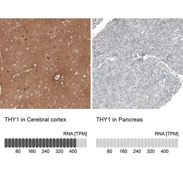 抗THY1 ウサギ宿主抗体 Prestige Antibodies&#174; Powered by Atlas Antibodies, affinity isolated antibody, buffered aqueous glycerol solution