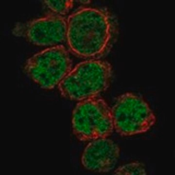 Anti-PRDM10 antibody produced in rabbit Prestige Antibodies&#174; Powered by Atlas Antibodies, affinity isolated antibody, buffered aqueous glycerol solution