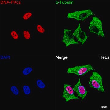 Anti-DNA-PKcs Antibody, clone 2U8W4, Rabbit Monoclonal