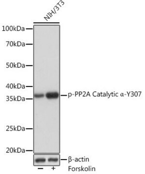 Anti-Phospho-PP2A Catalytic &#945;-Y307 antibody produced in rabbit