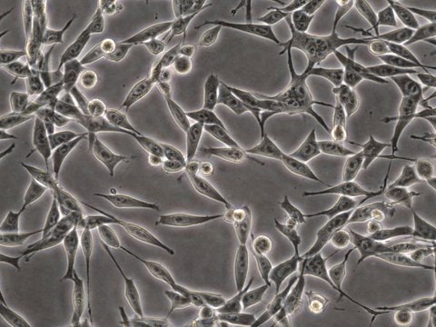 MC38 Murine Colon Adenocarcinoma Cell Line