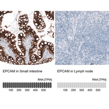 Monoclonal Anti-EPCAM antibody produced in mouse Prestige Antibodies&#174; Powered by Atlas Antibodies, clone CL6259, purified immunoglobulin, buffered aqueous glycerol solution