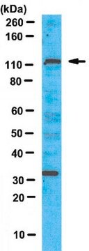 Anti-PTIP Antibody from chicken, purified by affinity chromatography