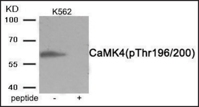 Anti-phospho-CaMK4 (pThr196/200) antibody produced in rabbit affinity isolated antibody