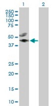 Anti-CREB3L4 antibody produced in rabbit purified immunoglobulin, buffered aqueous solution