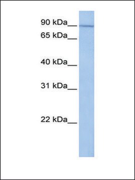 Anti-UNC84A antibody produced in rabbit affinity isolated antibody