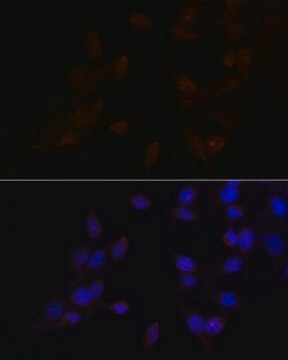 Anti-ATF4 antibody produced in rabbit