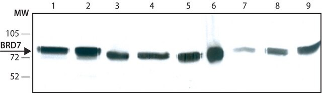 Anti-BRD7 antibody, Rat monoclonal clone BRM 2D3, purified from hybridoma cell culture