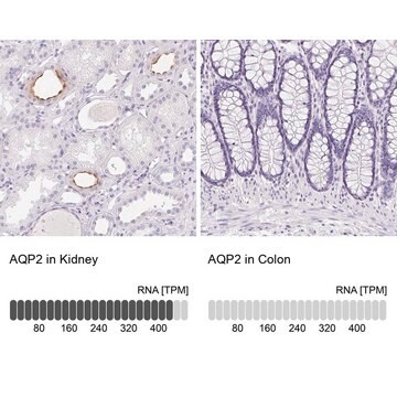 Anti-AQP2 antibody produced in rabbit Prestige Antibodies&#174; Powered by Atlas Antibodies, affinity isolated antibody, buffered aqueous glycerol solution