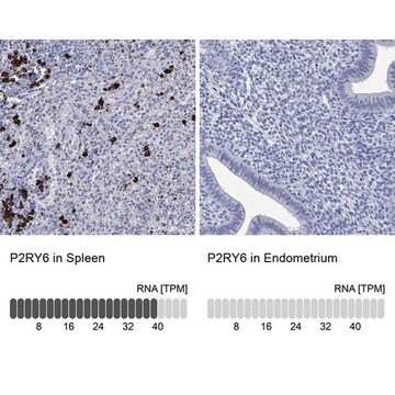 Anti-P2RY6 antibody produced in rabbit Prestige Antibodies&#174; Powered by Atlas Antibodies, affinity isolated antibody, buffered aqueous glycerol solution