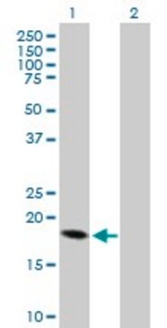 Anti-CRH antibody produced in mouse purified immunoglobulin, buffered aqueous solution