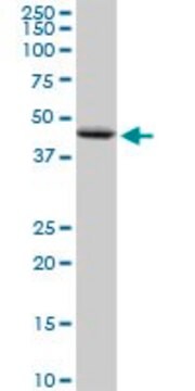 Anti-PNPLA3 antibody produced in rabbit purified immunoglobulin, buffered aqueous solution