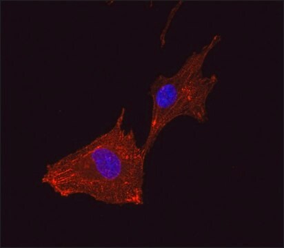 Anti-&#945; Actinin antibody, Mouse monoclonal clone BM-75.2, purified from hybridoma cell culture