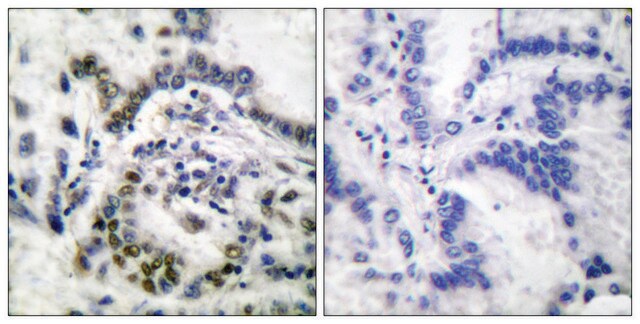 Anti-Histone H3 antibody produced in rabbit affinity isolated antibody