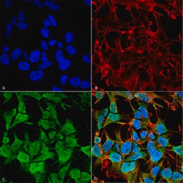 Monoclonal Anti-GABA A Receptor antibody produced in mouse clone S415-24