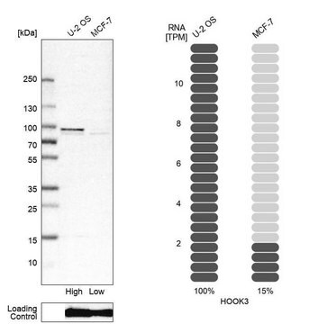 Anti-HOOK3 antibody produced in rabbit Prestige Antibodies&#174; Powered by Atlas Antibodies, affinity isolated antibody, buffered aqueous glycerol solution