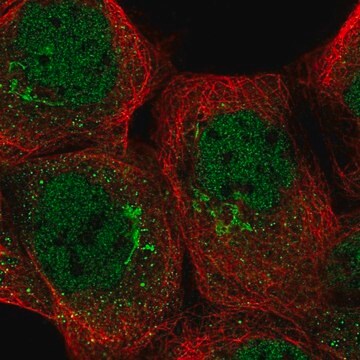 Anti-TRRAP antibody produced in rabbit Prestige Antibodies&#174; Powered by Atlas Antibodies, affinity isolated antibody