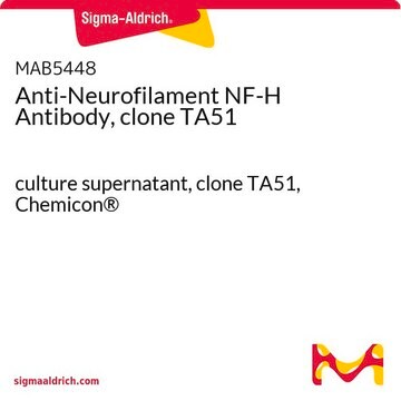 Anti-Neurofilament NF-H Antibody, clone TA51 culture supernatant, clone TA51, Chemicon&#174;