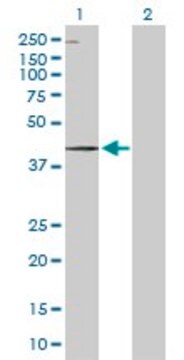 Anti-WDR19 antibody produced in rabbit purified immunoglobulin, buffered aqueous solution