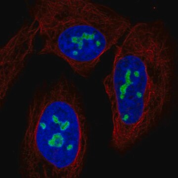 Anti-NAT10 antibody produced in rabbit Prestige Antibodies&#174; Powered by Atlas Antibodies, affinity isolated antibody