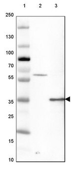 Anti-GATAD1 antibody produced in rabbit Prestige Antibodies&#174; Powered by Atlas Antibodies, affinity isolated antibody, buffered aqueous glycerol solution