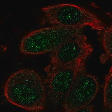 Anti-GADD45A antibody produced in rabbit Prestige Antibodies&#174; Powered by Atlas Antibodies, affinity isolated antibody