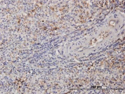 Monoclonal Anti-TUBB2A antibody produced in mouse clone 2B2, purified immunoglobulin, buffered aqueous solution