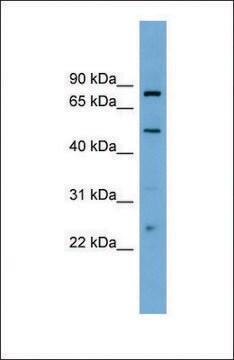 Anti-TFEB antibody produced in rabbit affinity isolated antibody