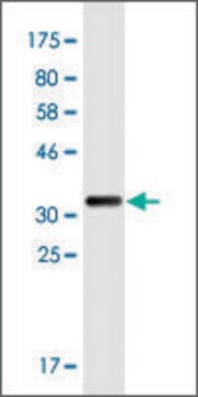 Monoclonal Anti-RASSF5 antibody produced in mouse clone 5C2, purified immunoglobulin, buffered aqueous solution