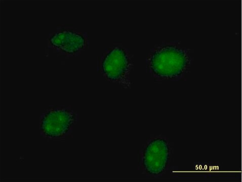 Anti-HGD antibody produced in mouse purified immunoglobulin, buffered aqueous solution