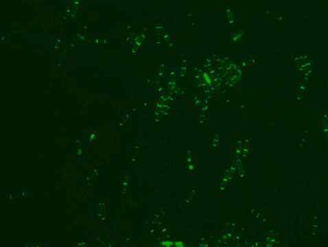 FITC labeled vancomycin for fluorescent microbial imaging