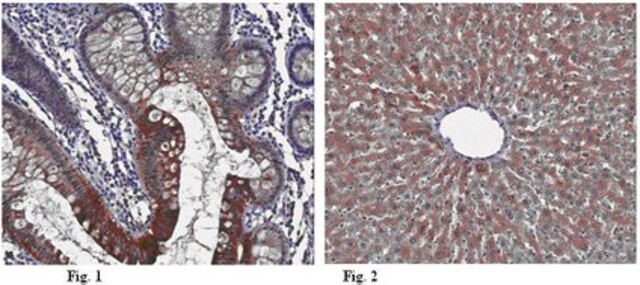 Anti-Viperin Antibody, clone MaP.VIP clone MaP.VIP, from mouse