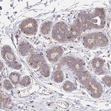 Anti-C4orf32 antibody produced in rabbit Prestige Antibodies&#174; Powered by Atlas Antibodies, affinity isolated antibody, buffered aqueous glycerol solution