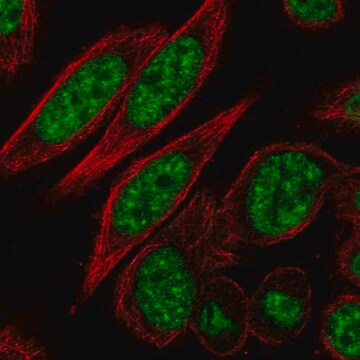 Anti-CDK11A antibody produced in rabbit Prestige Antibodies&#174; Powered by Atlas Antibodies, affinity isolated antibody